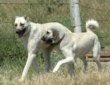 kangal